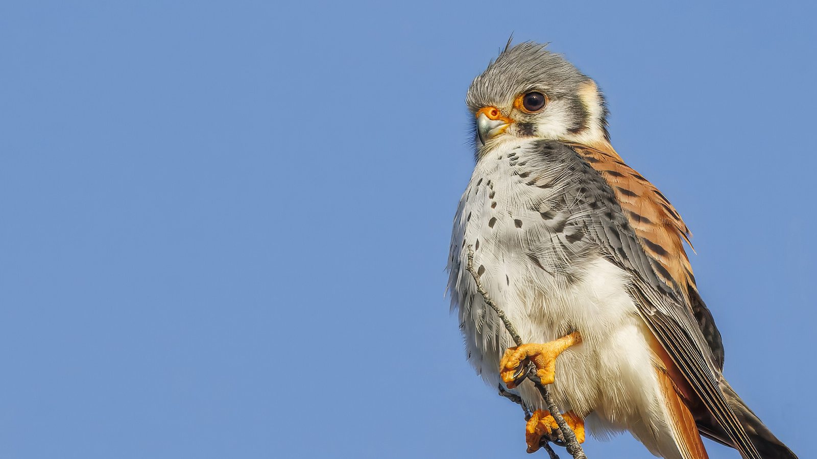 An American kestrel perched against a clear blue sky