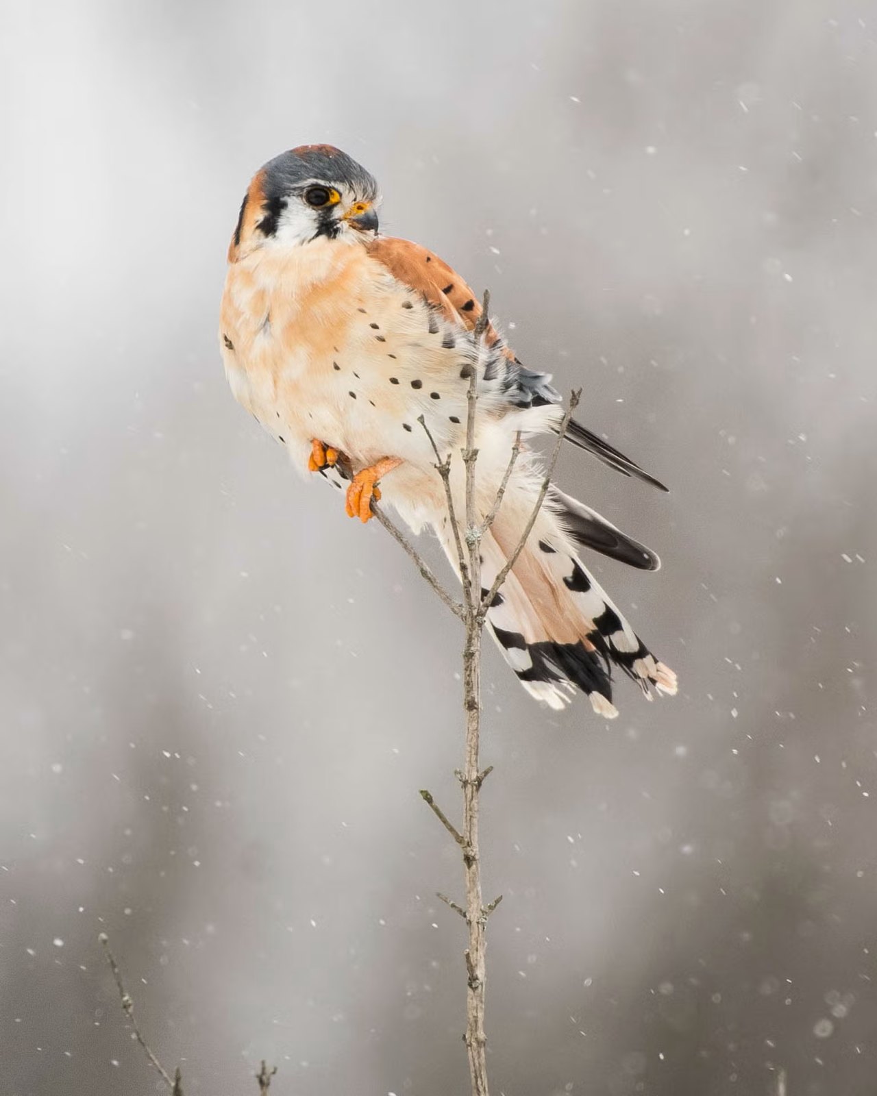 An American kestrel perched in snow, scanning